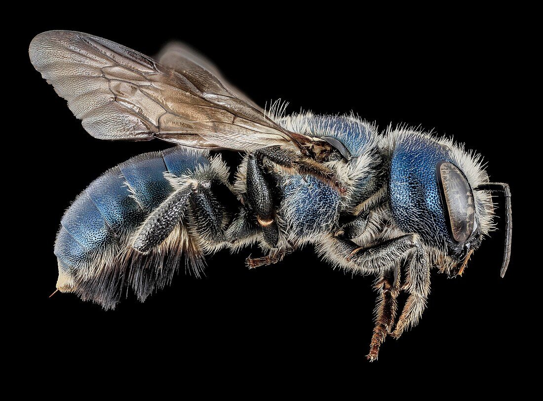 Female mason bee