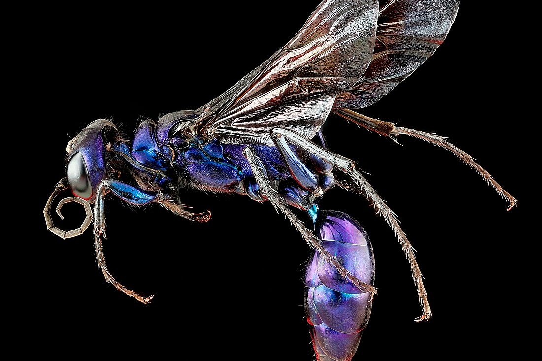 Steel blue cricket hunter wasp