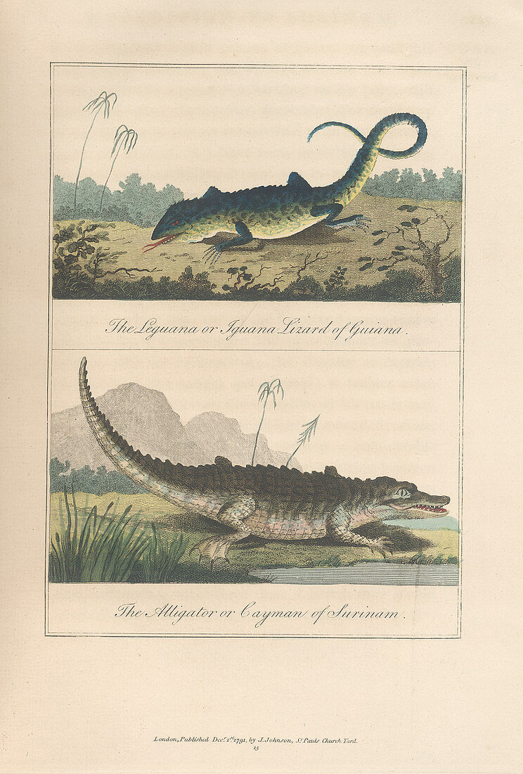 Iguana and alligator