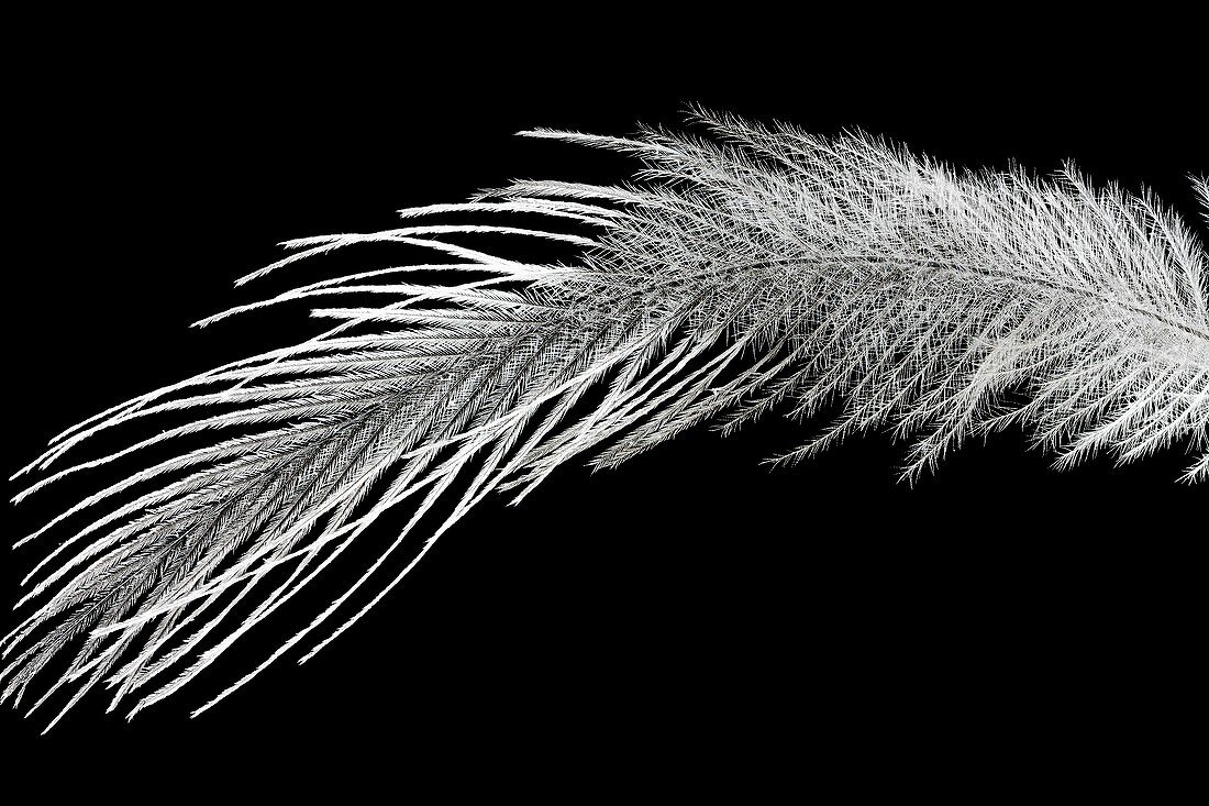 Whooping crane feather