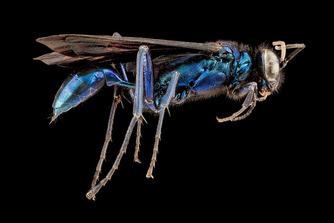 Female blue mud dauber wasp