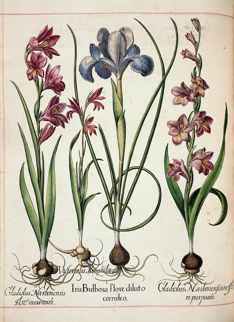 Gladiolus and iris
