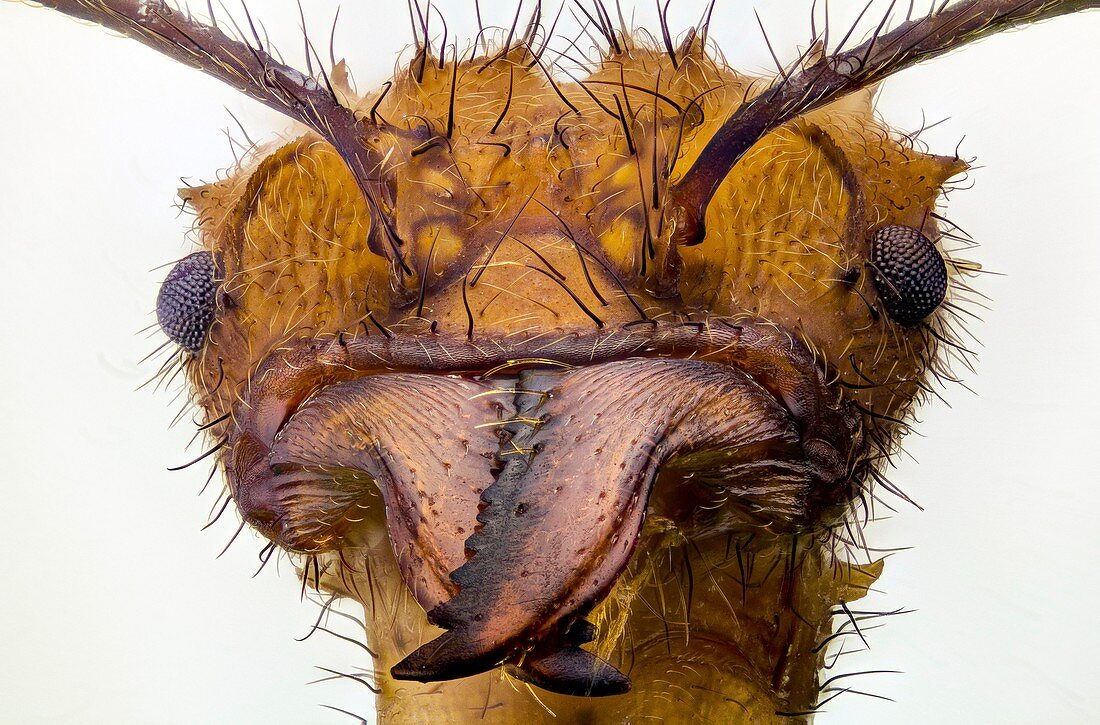 Leafcutter ant head