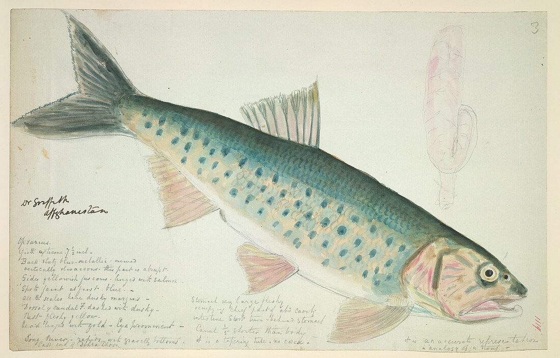 Fish of the family Cyprinidae