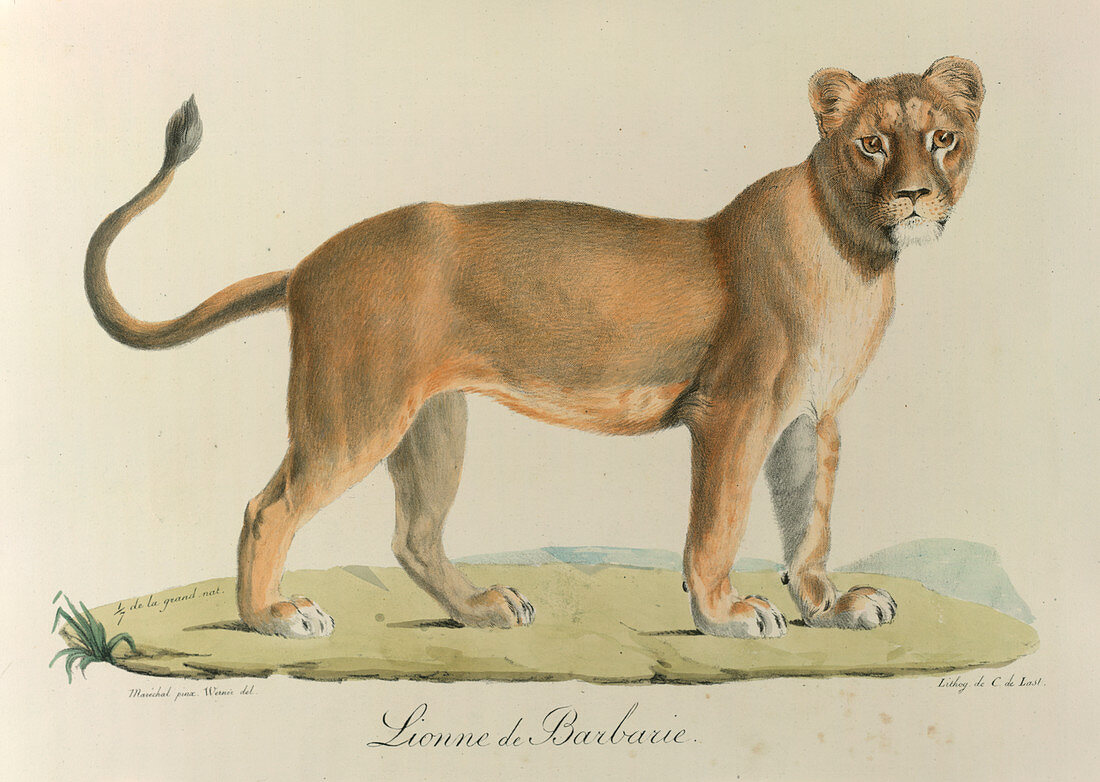 A Barbary lioness