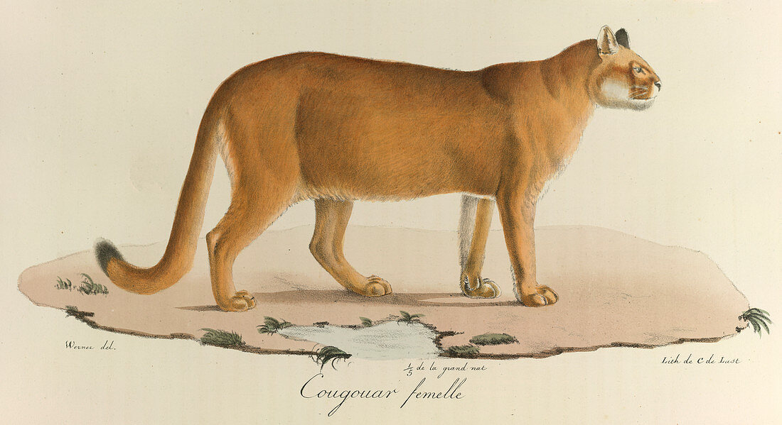A female cougar