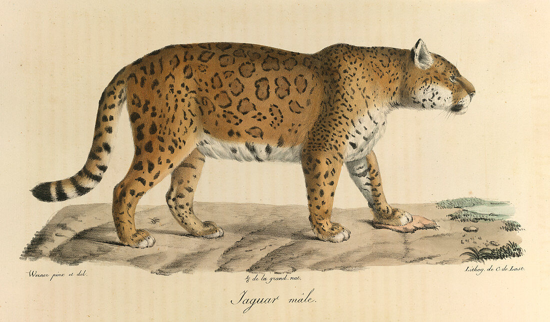 A male jaguar