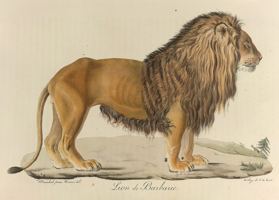 A Barbary lion