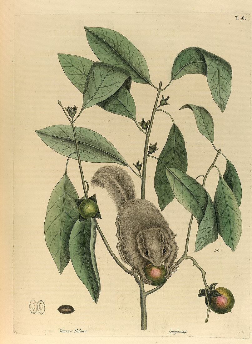 Sciurus volans