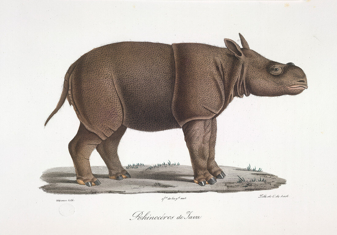 A rhinoceros of Java