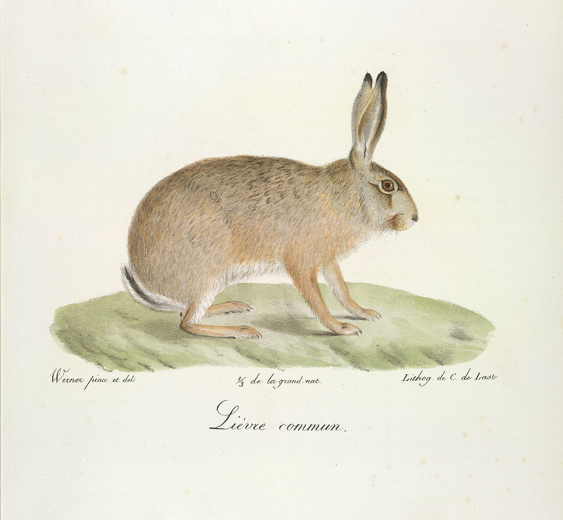 A common hare