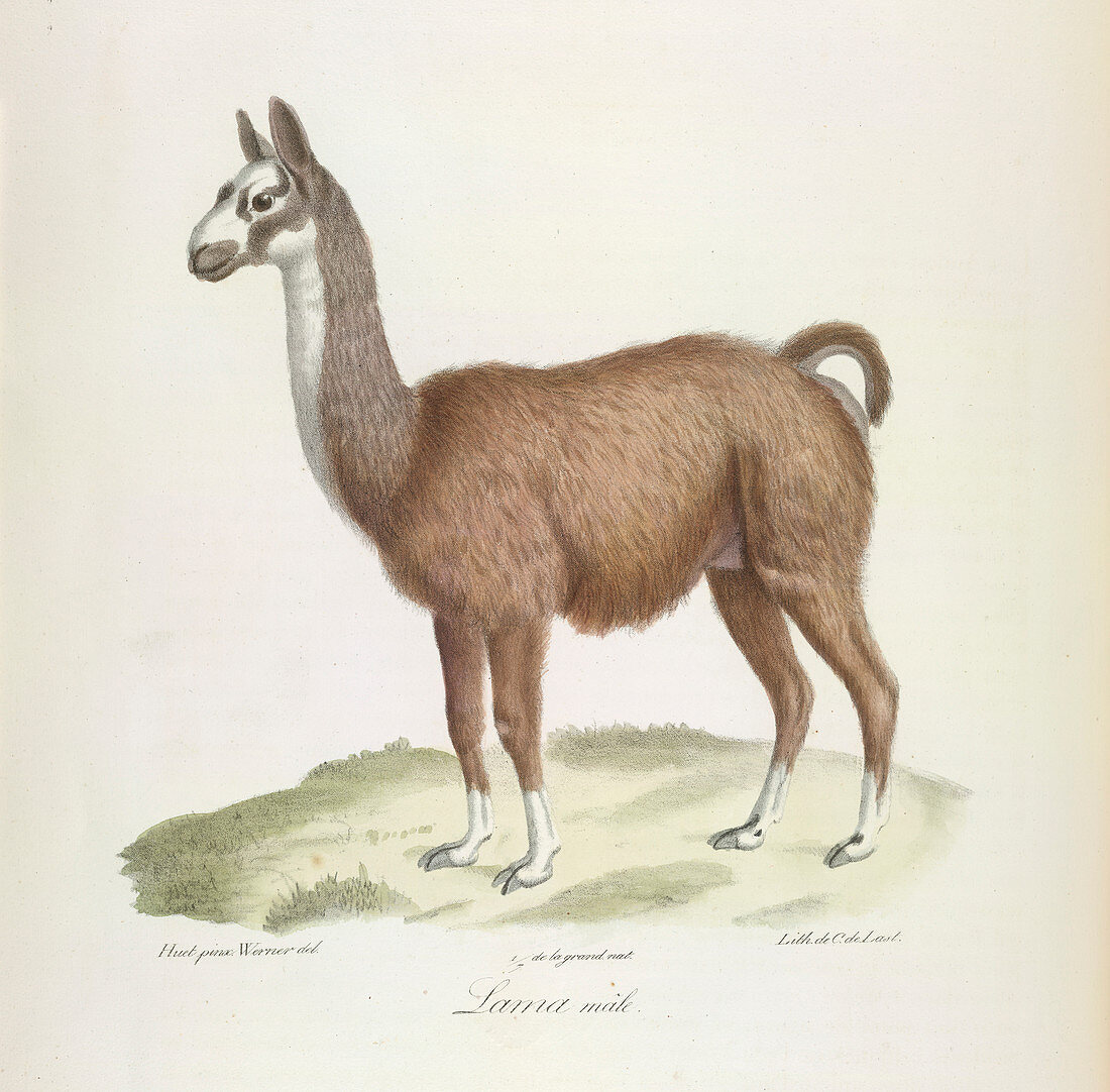 A male llama