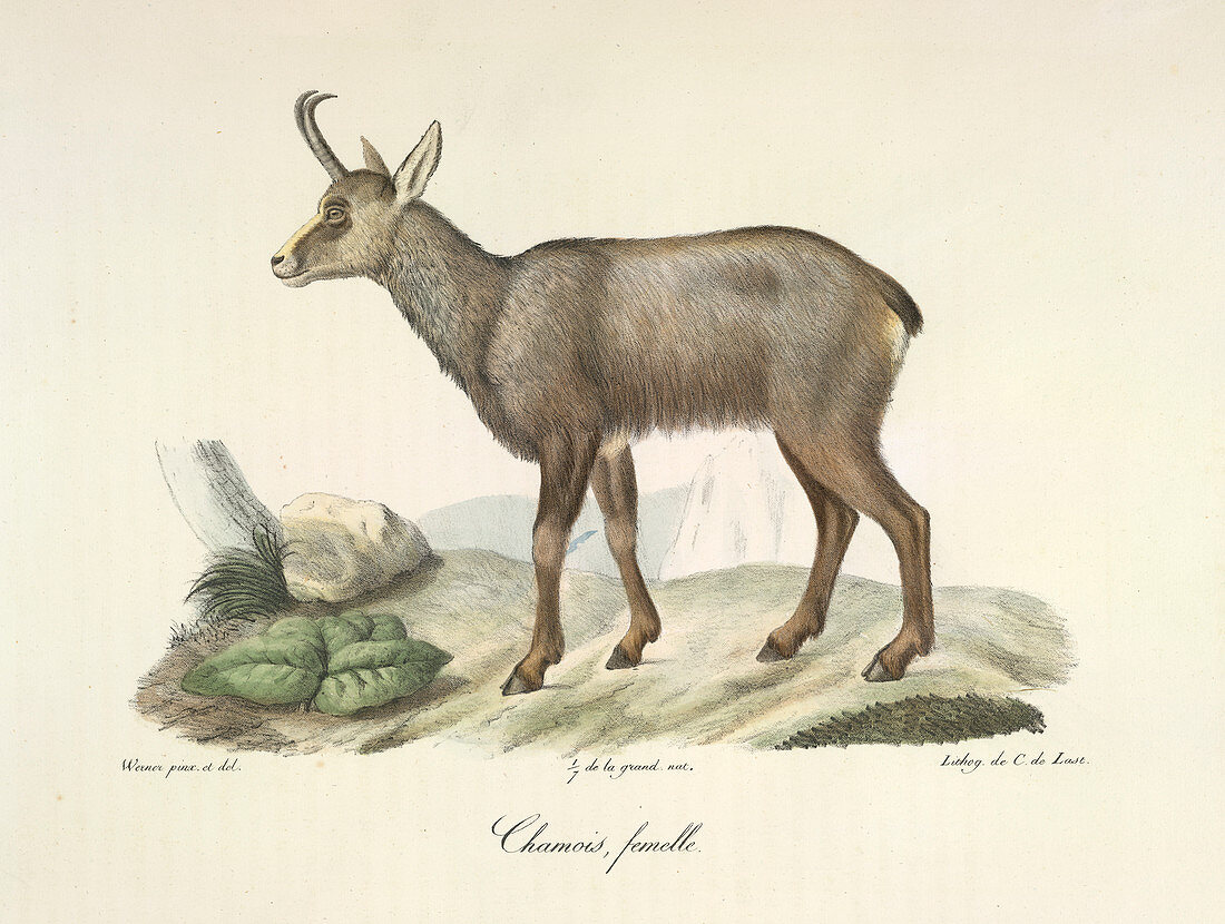 A chamois goat-antelope
