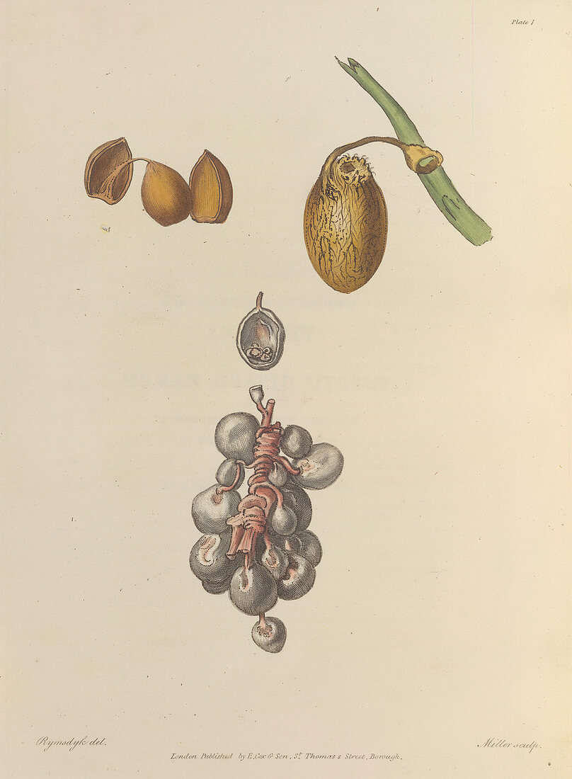 Nut and seed