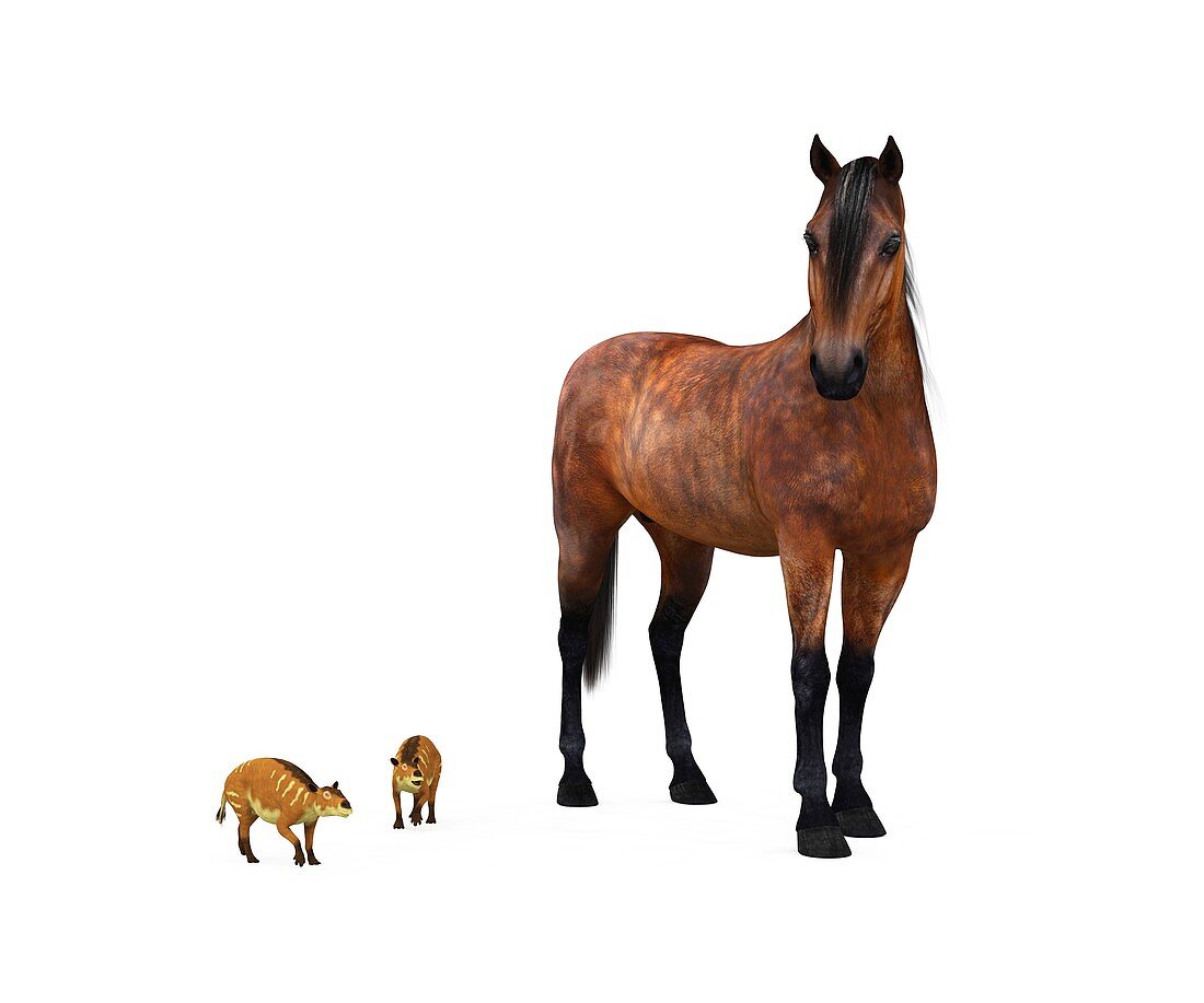 Eurohippus and modern horse,artwork