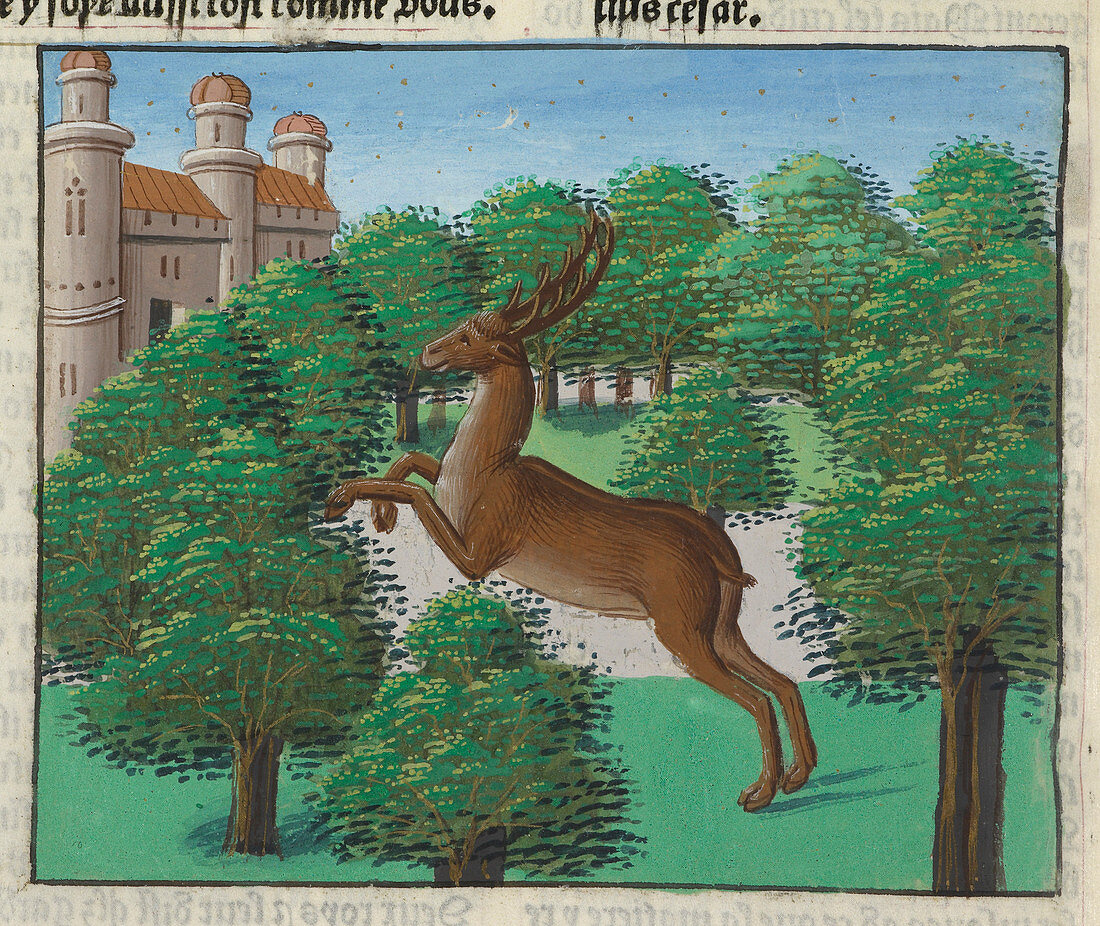 A stag