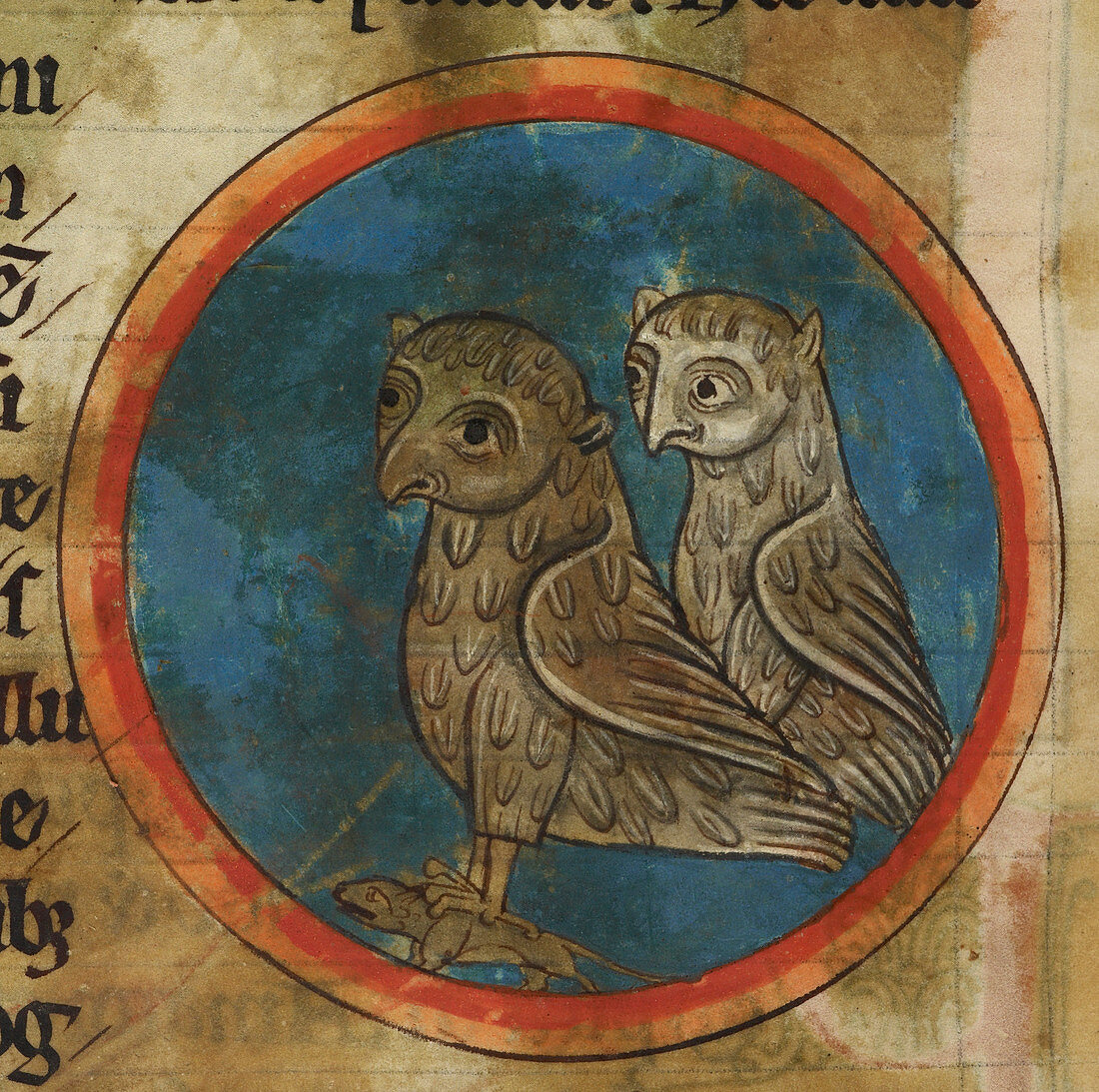 Little Owl and Eagle Owl