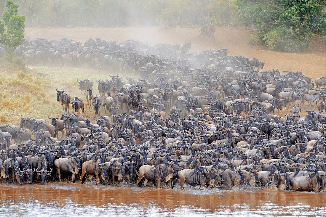 Blue wildebeest migration