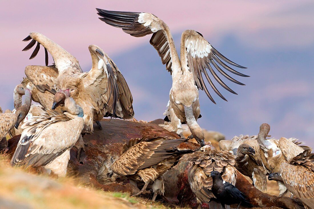 Cape vultures feeding