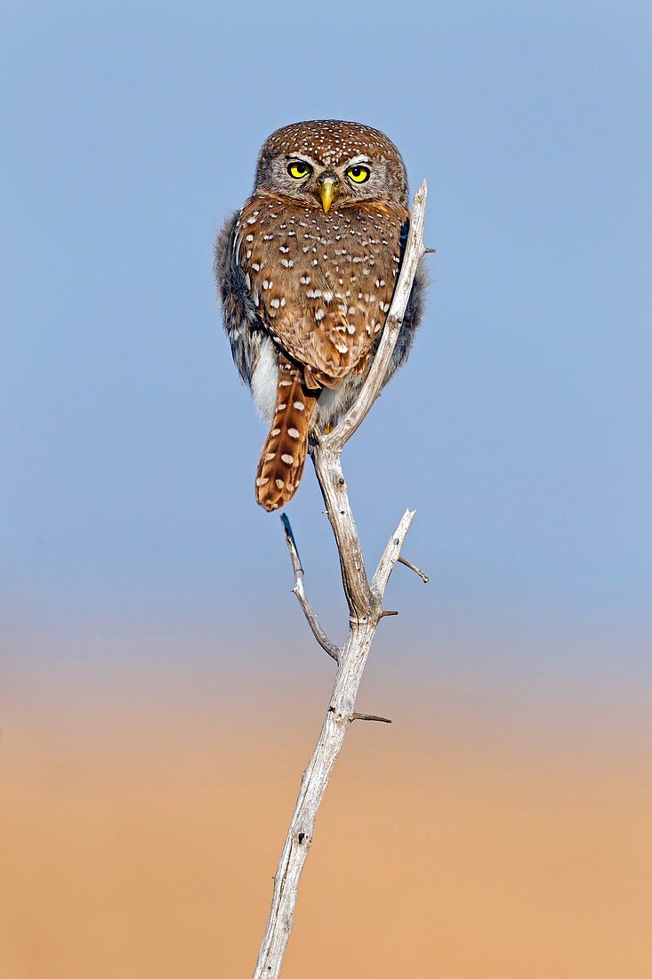 Pearl-spotted owlet