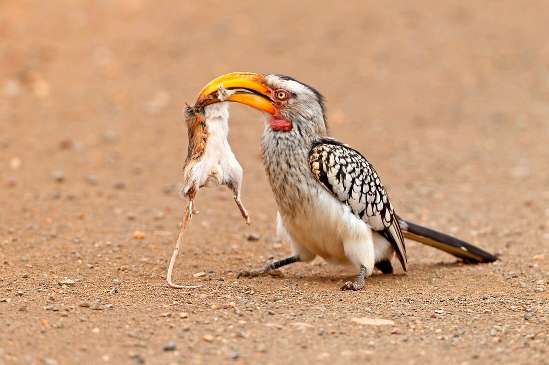 Southern yellow-billed hornbill with prey