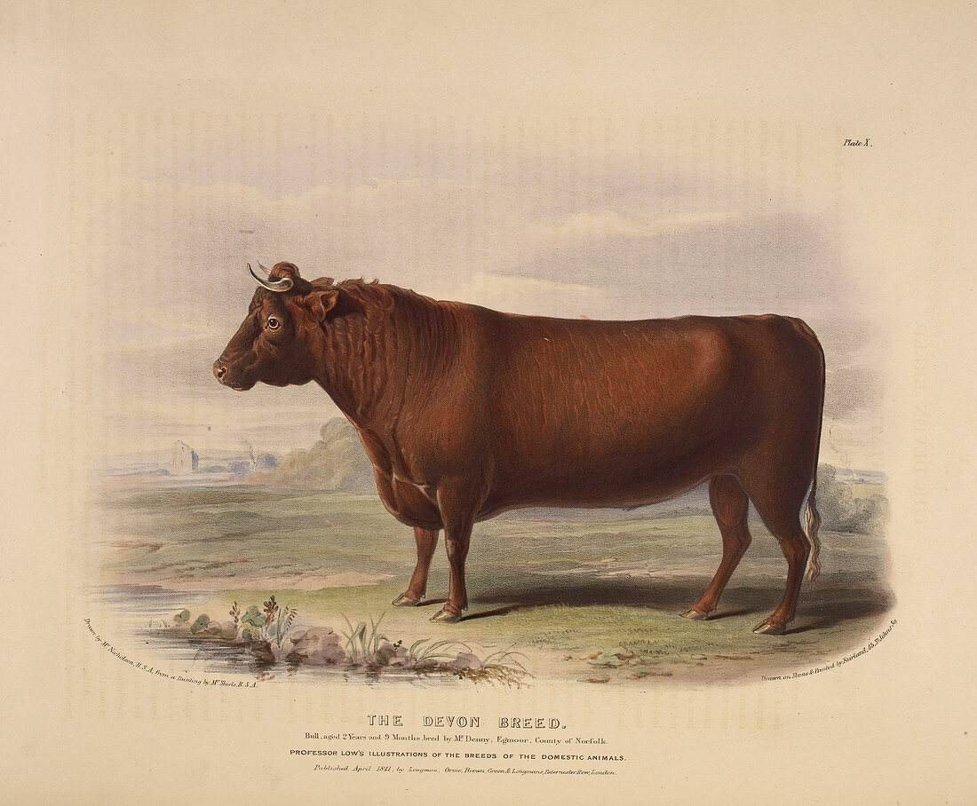 The Fifeshire breed