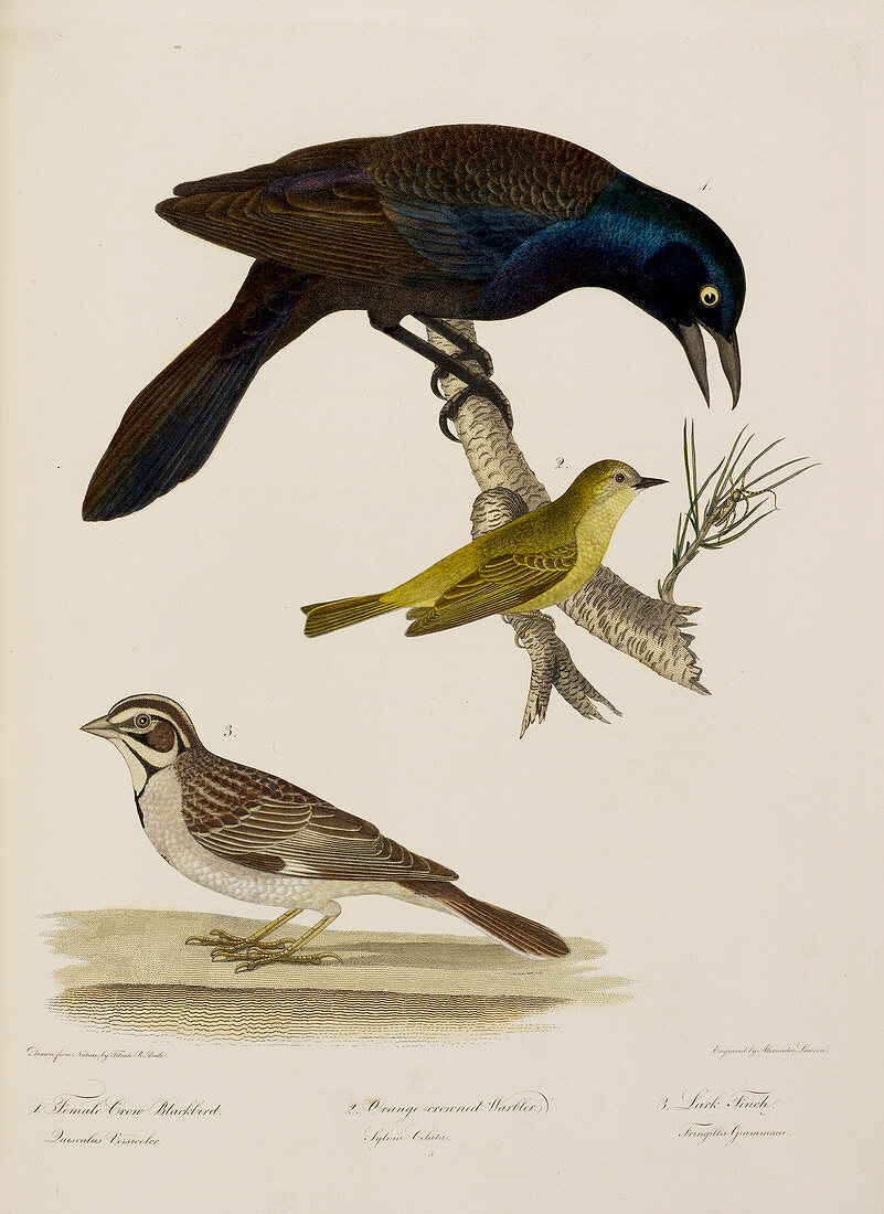 Crow blackbird. Warbler. Finch