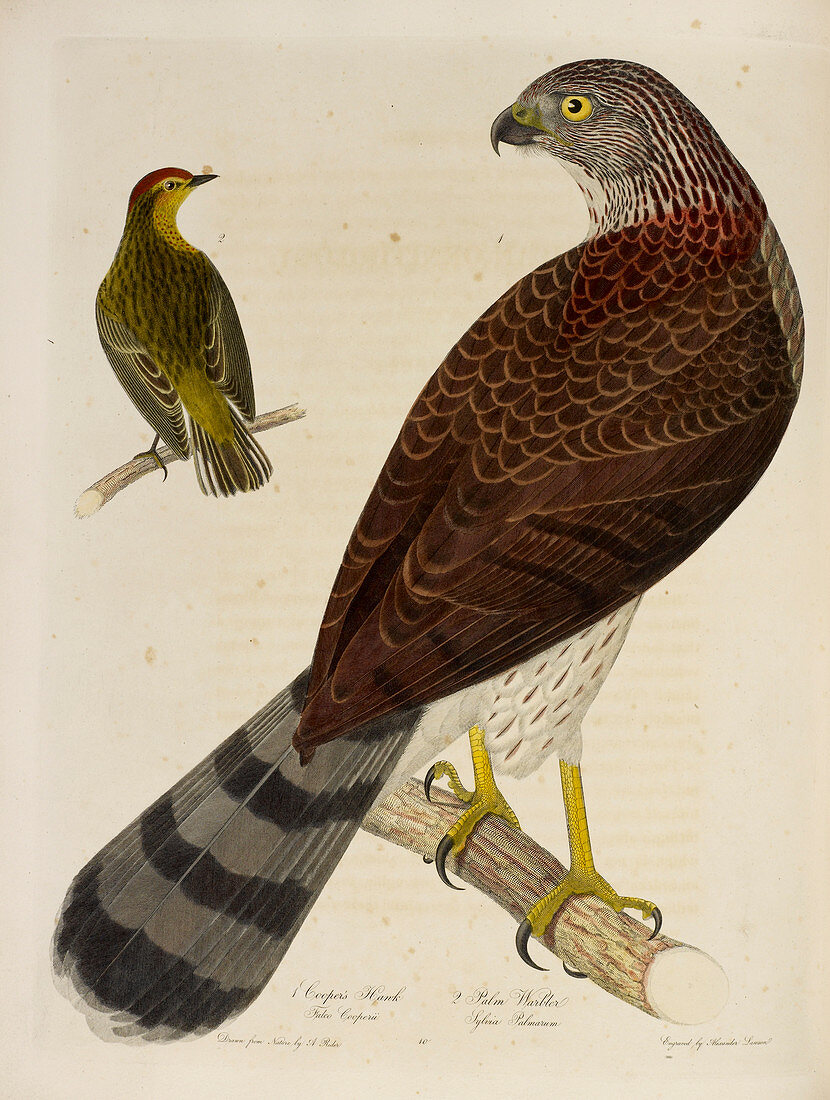 Cooper's Hawk and Palm Warbler