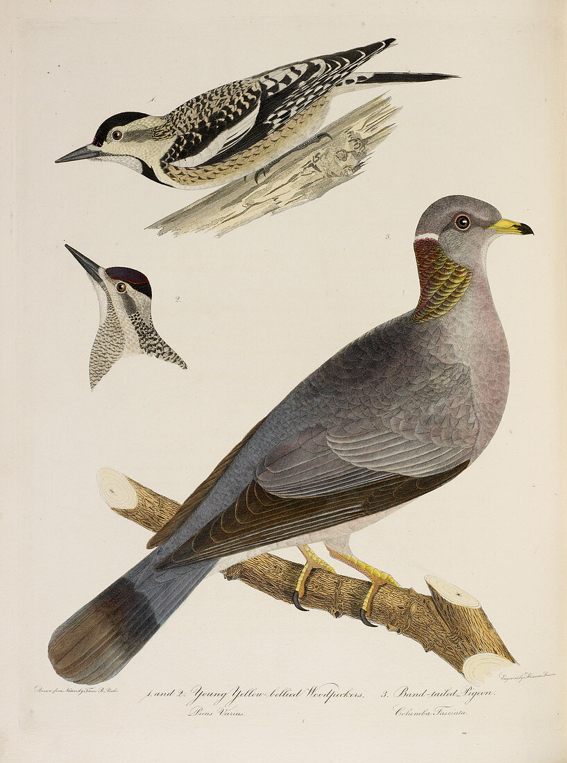 Woodpeckers and Pigeon