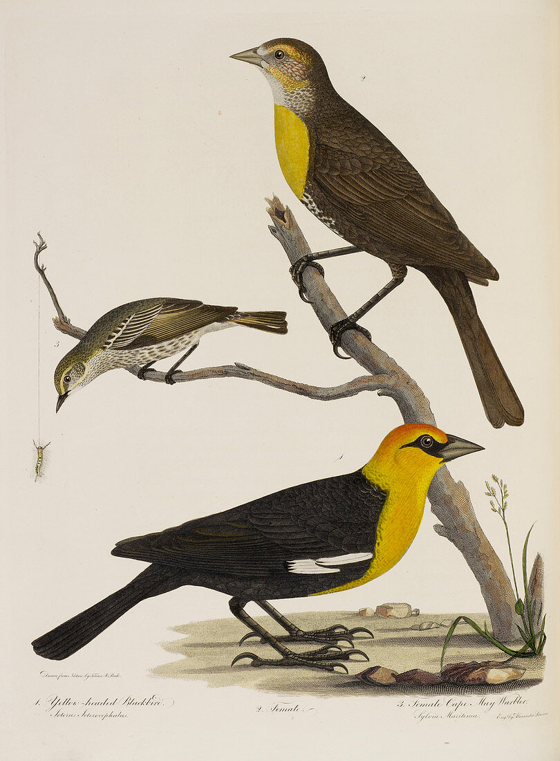 Blackbird and warbler