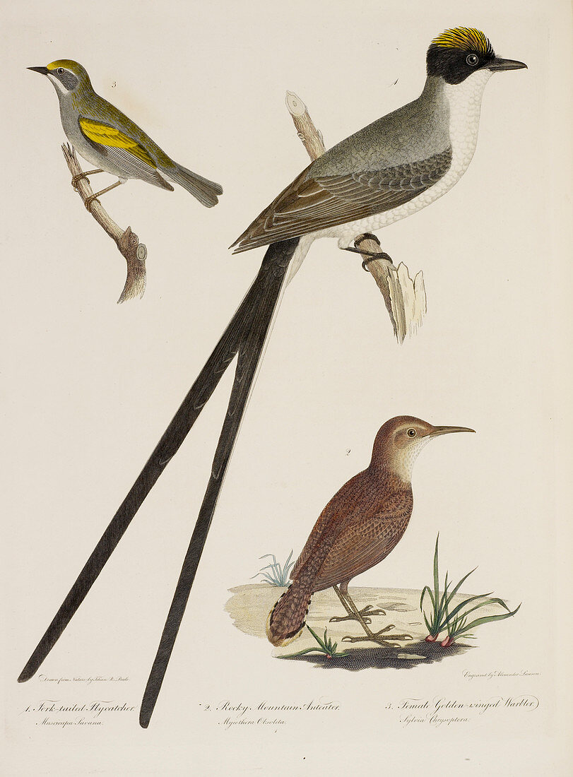 Flycather. Anteater. Warbler