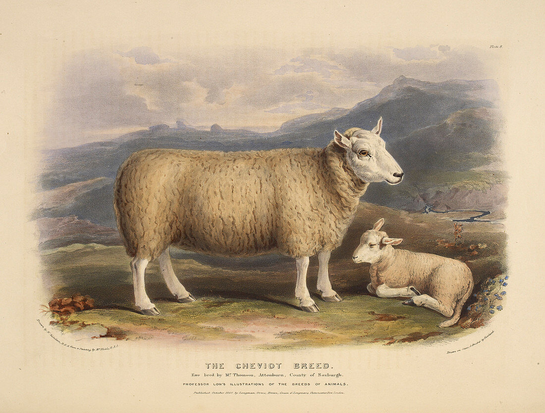 The Cheviot breed
