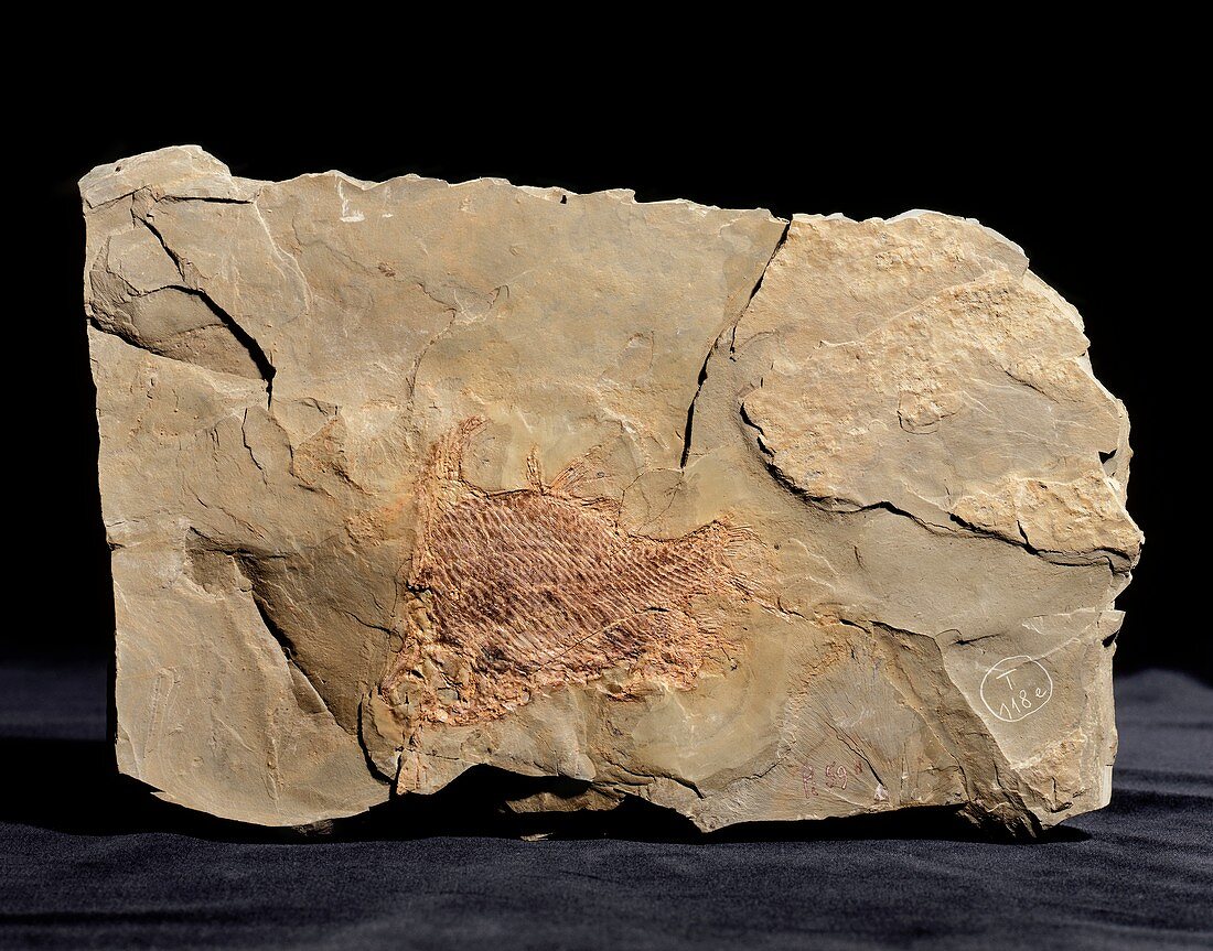Dipteronotus fish fossil