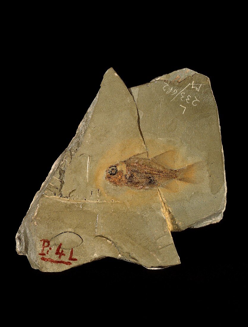 Dipteronotus fish fossil