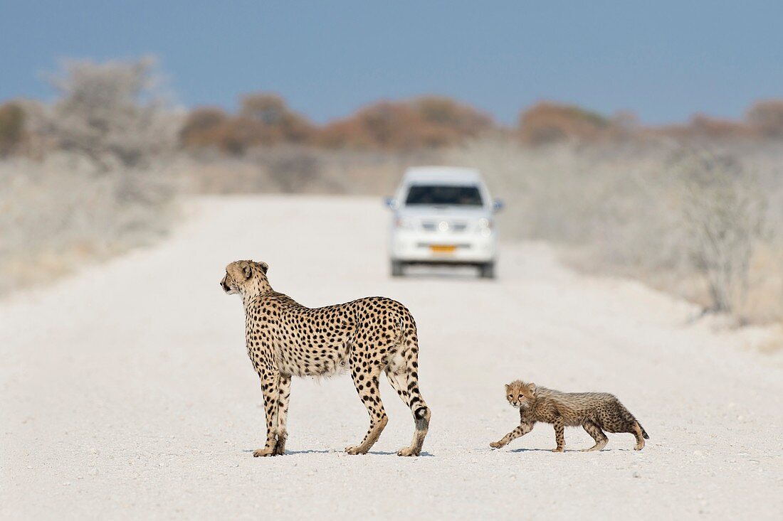 Cheetah Female with Cub