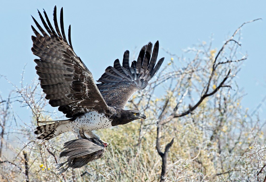 Martial Eagle in flight with prey