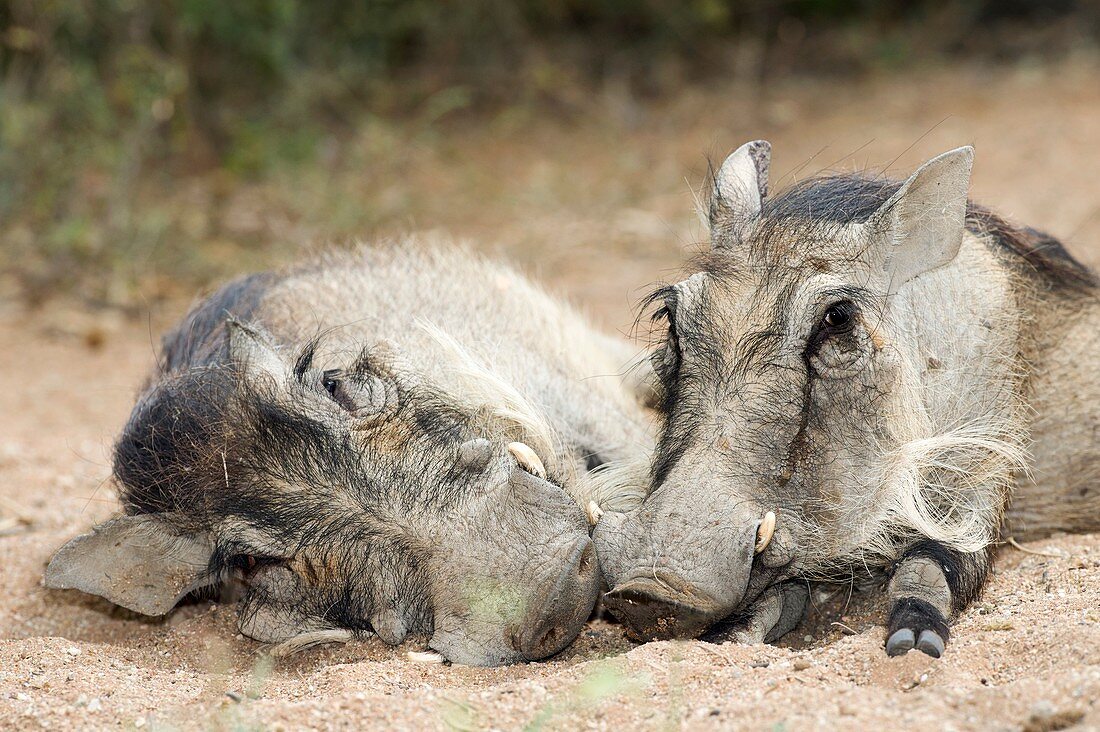 Resting Warthogs