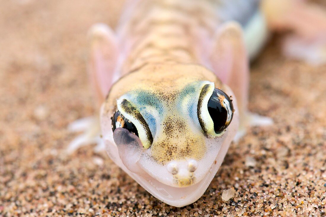 Palmato Gecko cleaning eye with tongue