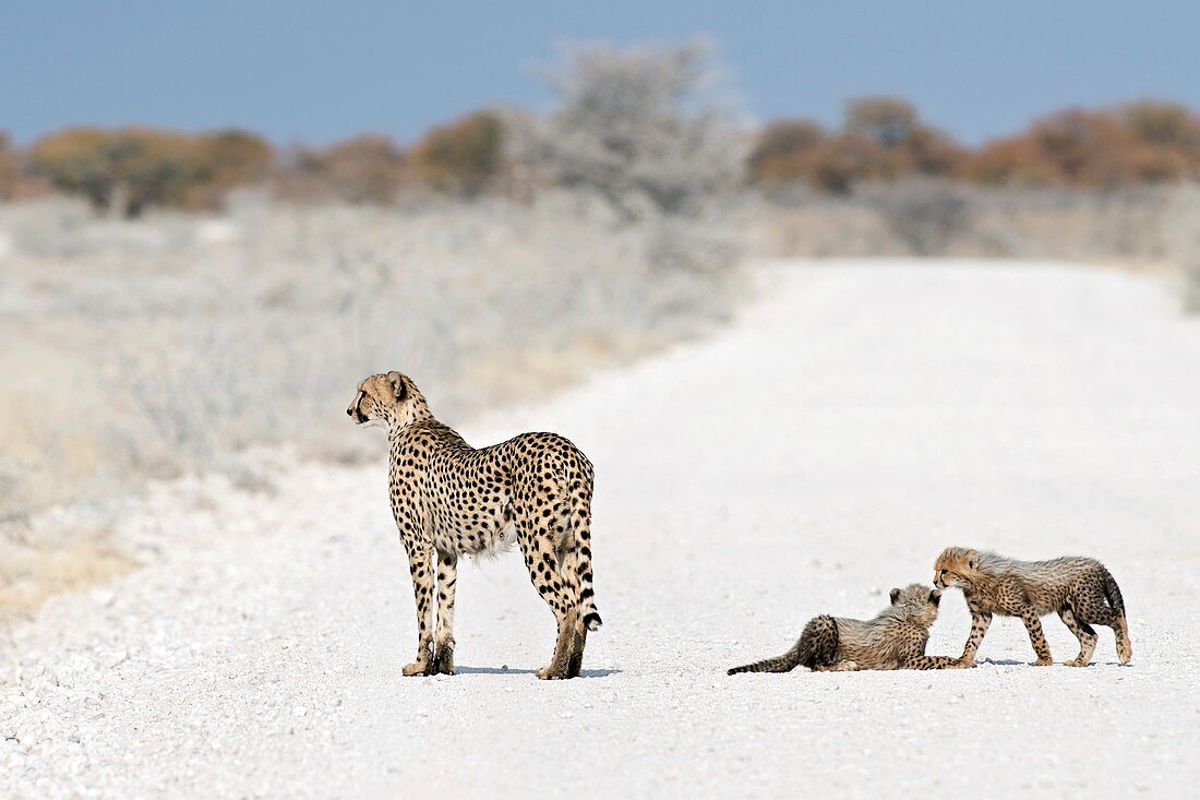 Cheetah Female with Cubs