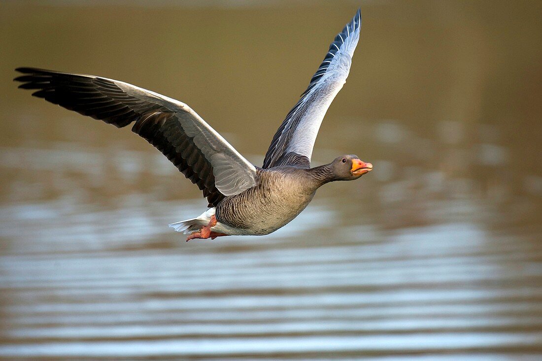 Greylag goose in flight