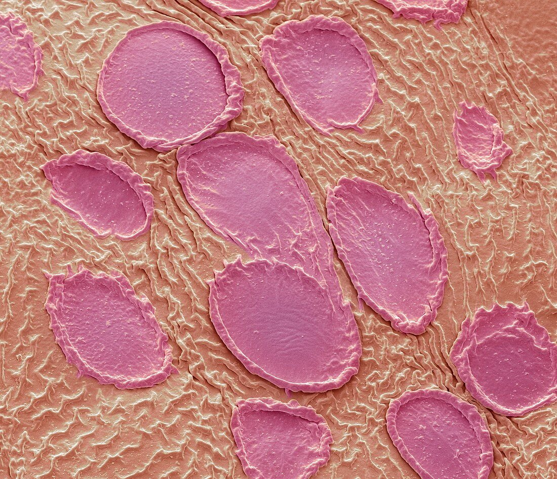 Rose petal scent cells,SEM
