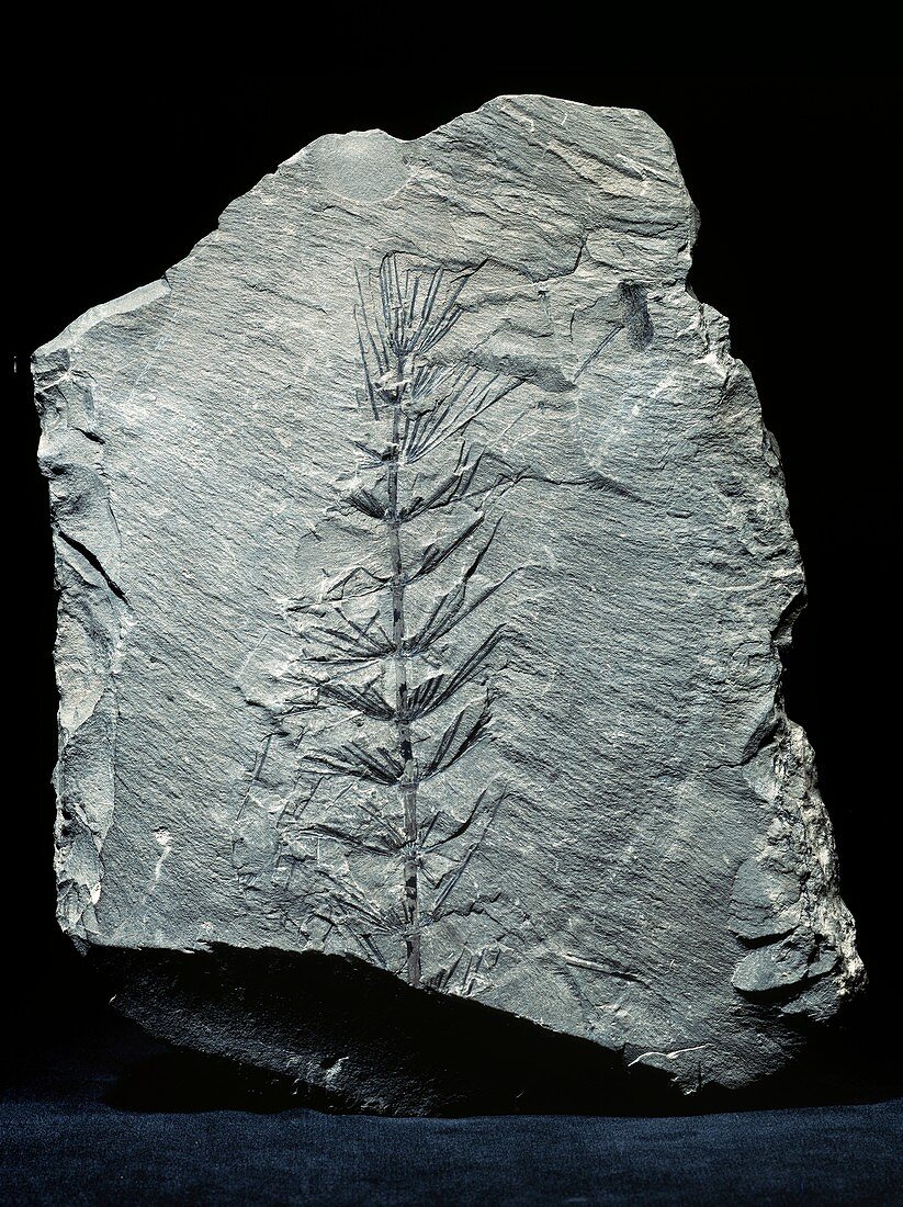 Asterophyllites horsetail fossil