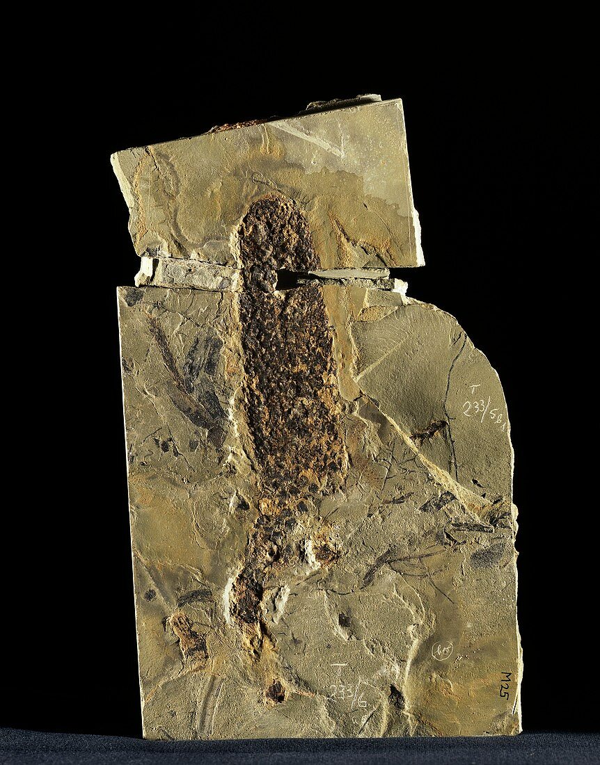 Male conifer cone fossil