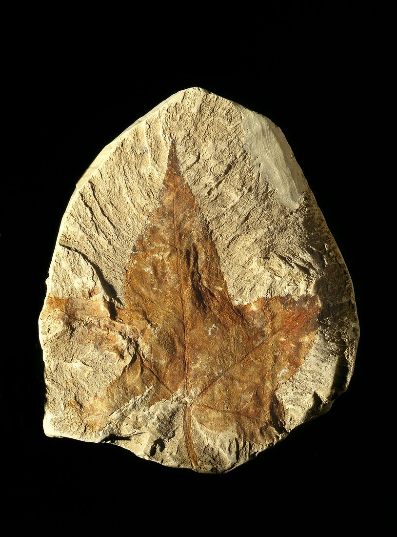 Liquidambar fossil leaf