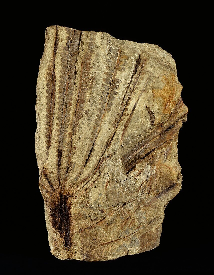 Neuropteridium tree fern fossil