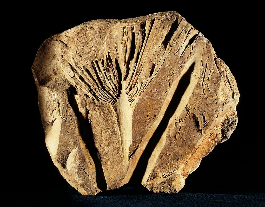 Sabalites palm tree fossil