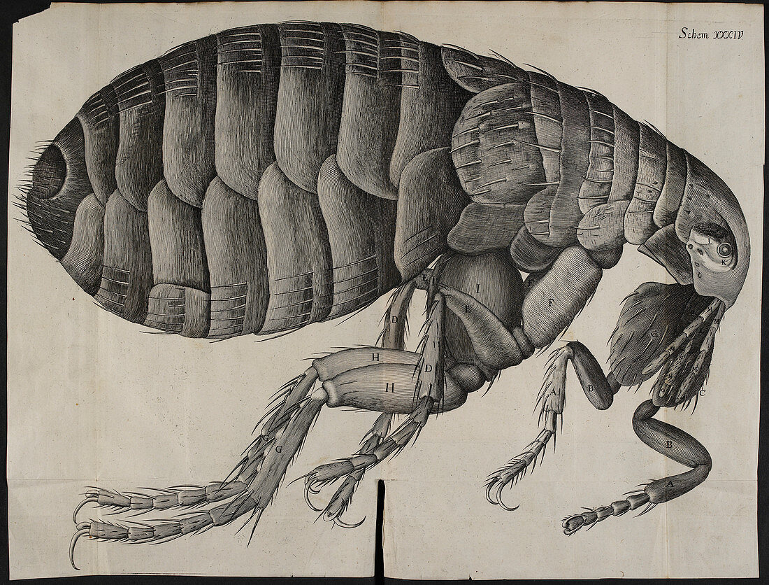 An illustration of a flea