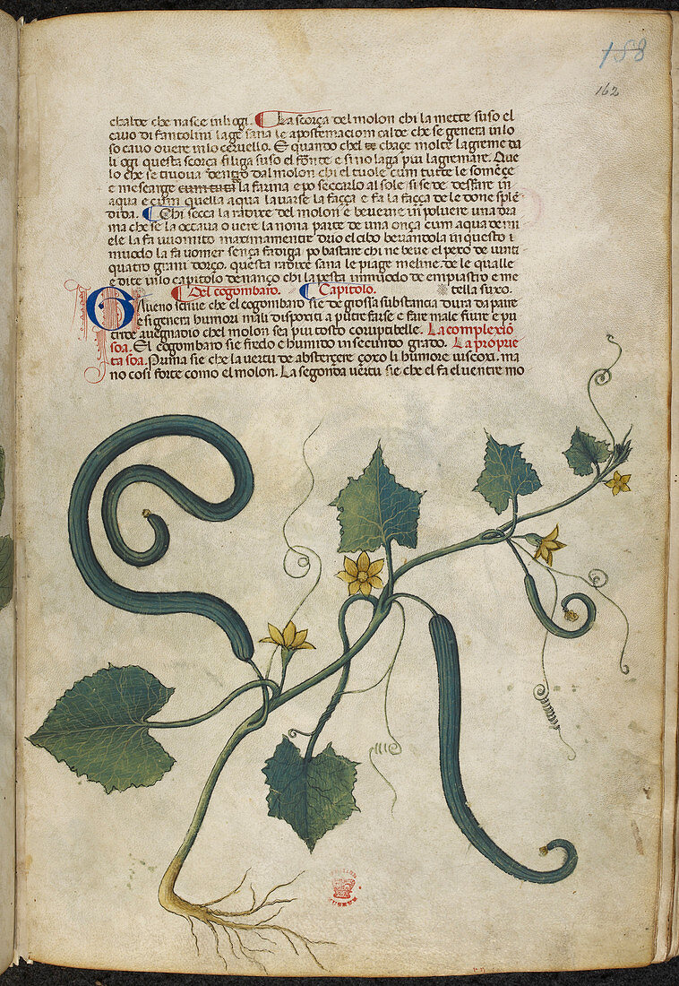 A herbal book of plants and remedies