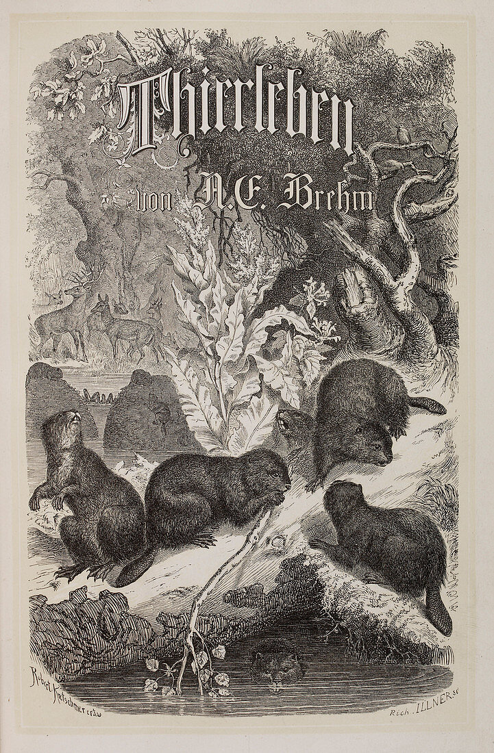 A woodland scene with German lettering