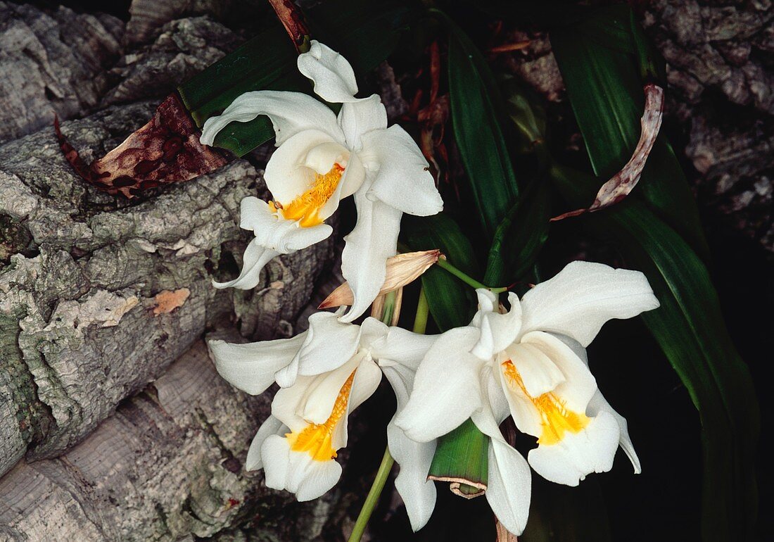 Coelogyne cristata epiphytic orchid